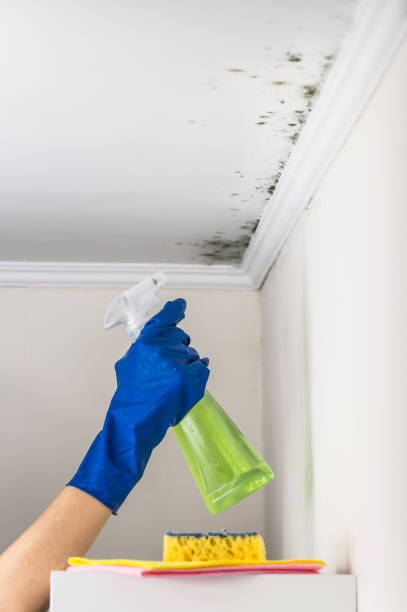 Environmental Consulting for Mold Prevention